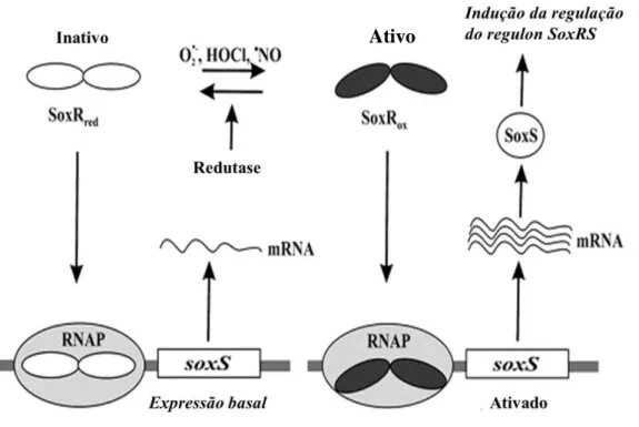 Figura 3. Operação do sistema SoxS de E. coli. A proteína SoxR reduzida pode ligar-se ao promotor  do  gene  soxS