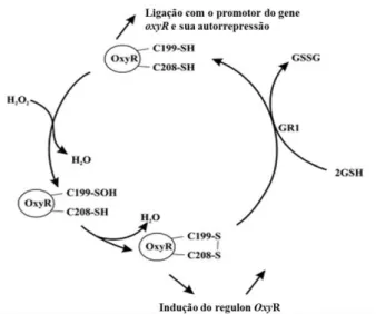 Figura  4.  Operação  do  sistema  OxyR  em  E.  coli.  A  oxidação  da  proteína  OxyR  a  torna  ativada  e  possibilita  sua  ligação  aos  promotores  dos  genes  alvos,  estimulando  a  expressão  gênica