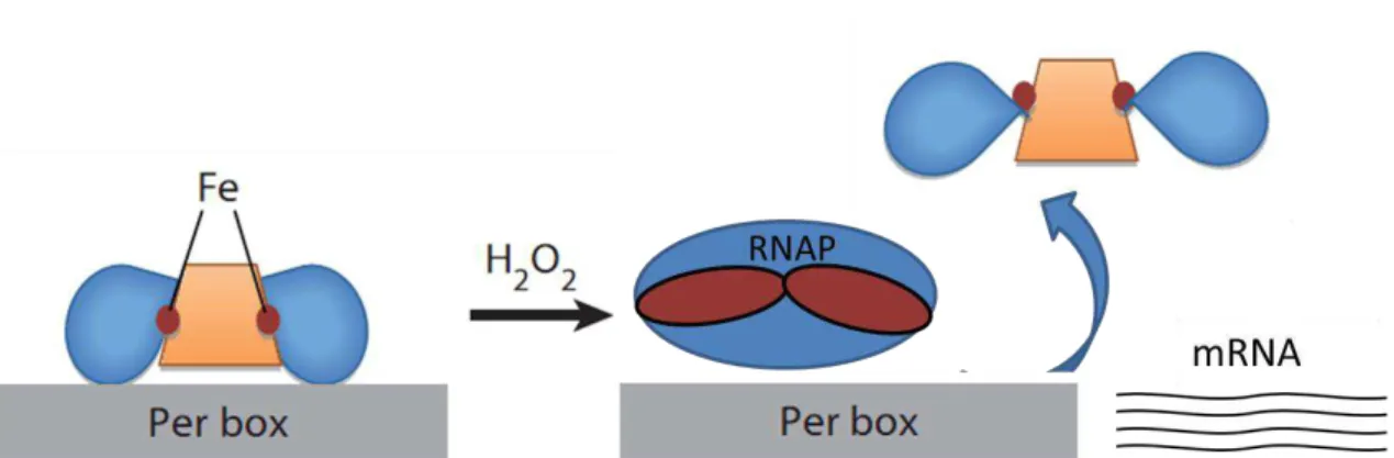 Figura 5. Operação do sistema PerR de B. subilis. A figura mostra as alterações estruturais sofridas  pela  proteína  PerR  quando  oxidada  pelo  H 2 O 2 
