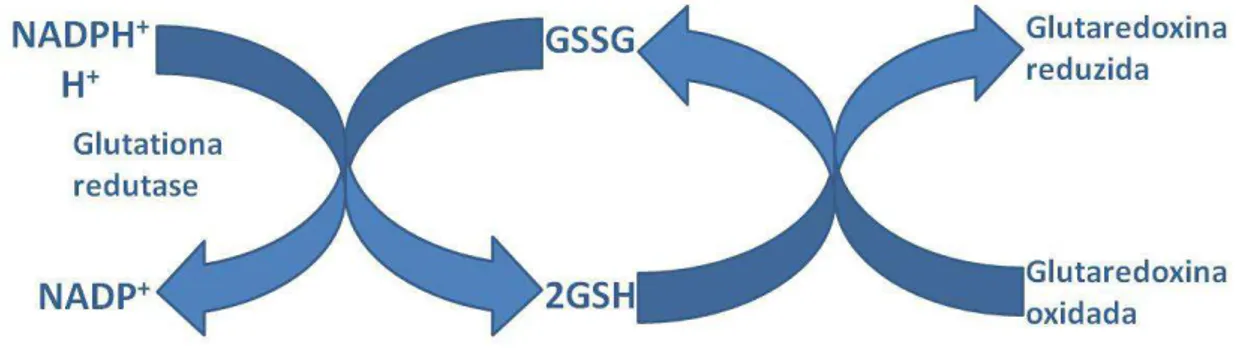 Figura 6. Ciclo de oxidação-redução das glutationas. Adaptado de Pallardó et al. (2009)