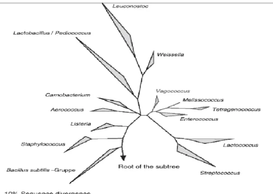Figure 1 - The phylogenetic position of the genus Enterococcus demonstrated by a 16S rRNA-dendrogram of Gram- Gram-positive genera (Klein, 2003)
