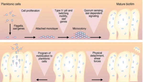 Figure 4 - Model of the development development of a mature Pseudomonas aeruginosa biofilm from planktonic cells; dispersal of  bacteria from a biofilm (Costerton et al., 1999)