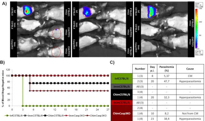 Figure 9.  Immunization of chimeric  mice with PbRAS. A)  Rainbow images of luminescence in livers of live mice after  luciferin injection, showing the relative levels of luminescence ranging from low (blue), to medium (green) and to high  (yellow/red)