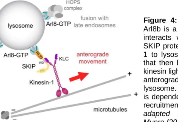 Figure  4:  Arl8b  known  effectors. 