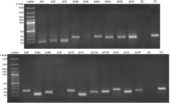 Figure  8:  Arl  GTPase  genes  expression  in  BMDMs  collected  from  mice,  determined  through  PCR