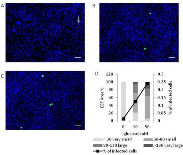 Figure 9. Analysis of glucose effect on Plasmodium development inside Huh7 cells by microscopy