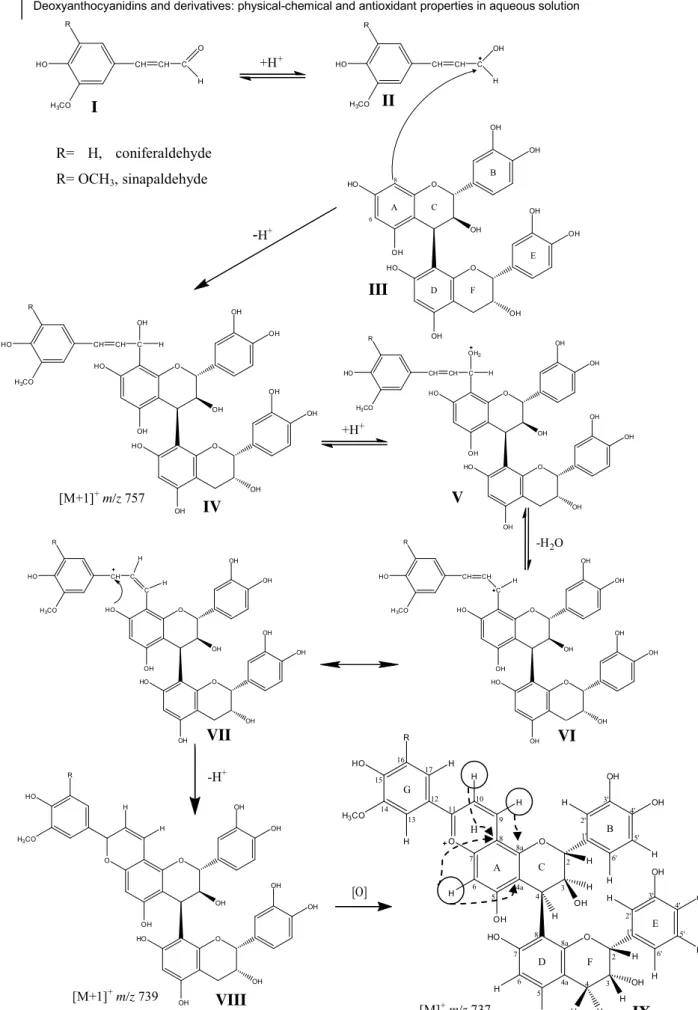 Fig. 23 - Hypothetical mechanism for the formation of oaklin-catechins IX obtained from the reaction between procyanidin  B4 III and cinnamic aldehydes I