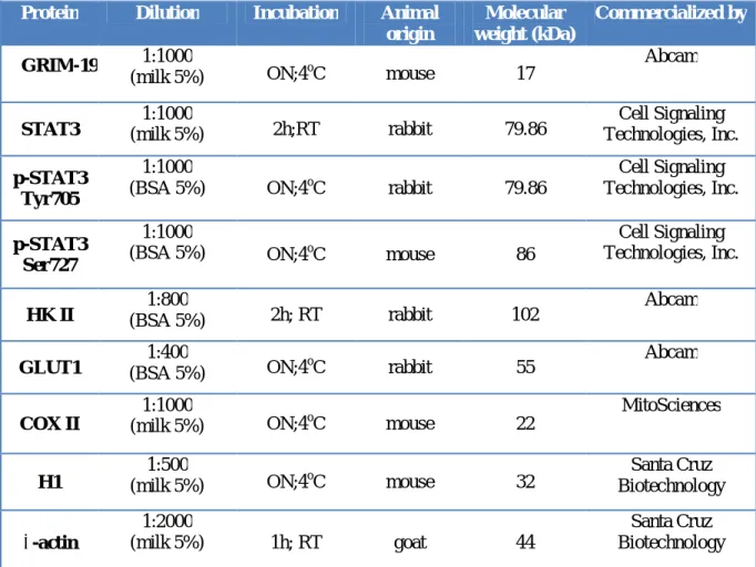 Table III - Antibodies used and respective conditions used in the procedures of Western Blot