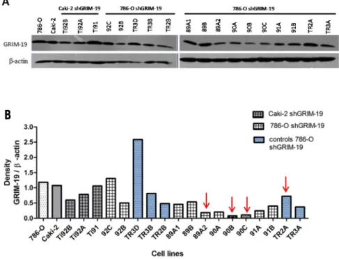 Figure 14. Analysis GRIM-19 silencing in Caki-2 and 786-O cell lines and their shGRIM-19 clones