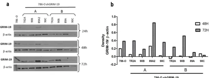 Figure  17.  Evaluation  of  cell  culture  conditions  influence  in  GRIM-19  protein  expression
