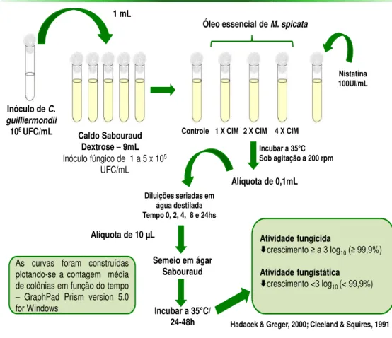 Figura 3: Efeito do óleo essencial sobre o tempo de morte das leveduras - Klepser et al