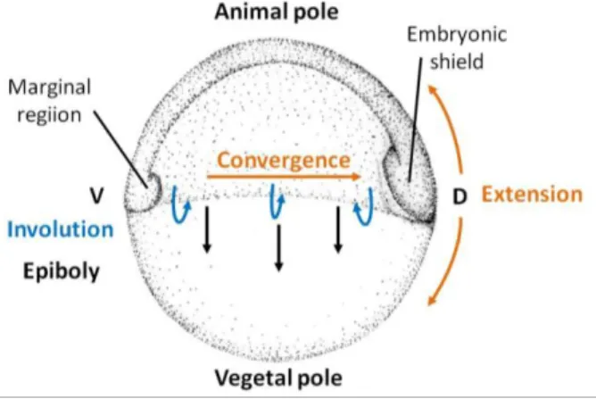 Figure 1. Zebrafish gastrulation movements. Convergence and extension movements  are  represented  by  orange  arrows,  involution  by  blue  arrows  and  epiboly  by  black  arrows; V is ventral and D is dorsal (adapted from [10])