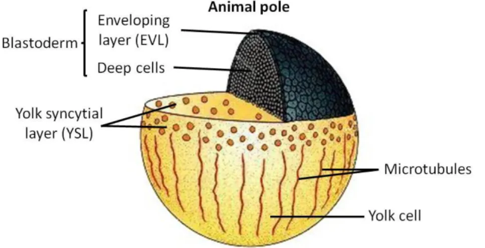 Figure  2. Fish  blastula.  Prior  to  gastrulation,  the  deep  cells  are  surrounded  by  the  enveloping layer (EVL)