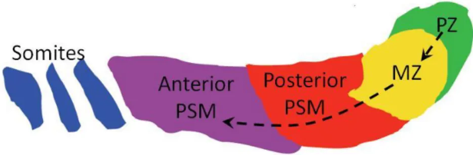 Figure 5. Presomitic mesoderm and tailbud regions. MPCs in the progenitor zone (PZ)  initially  move  to  the  maturation  zone  (MZ),  which  feed  the  posterior  PSM  with  new  cells