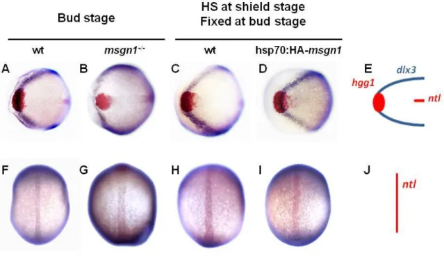 Figure  10.  Mesogenin1  regulates  convergence  and  extension  movements  during  gastrulation