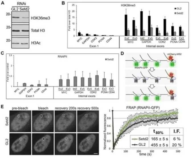 Figure 1 SETD2 is a determinant of RNPII levels along the coding region of transcribed genes  