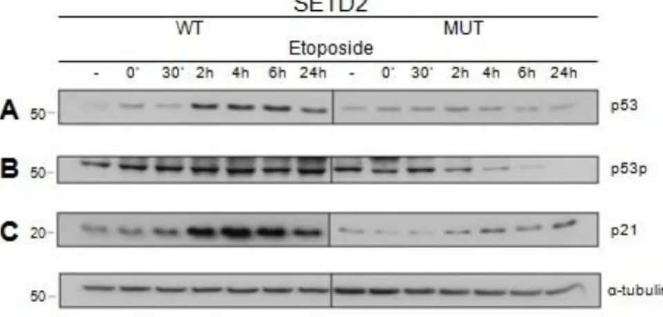 Figure 8 SETD2 is required for p53 activation 