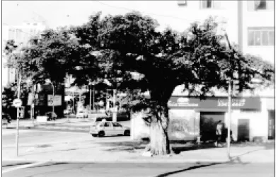 Figura - A Velha Figueira localizada na avenida Assis Brasil esquina com Avenida do Forte