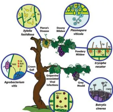 Figure 1.2. – Scheme of infection strategy and disease-associated symptoms of main grapevine pathogenic microorganisms (Image  from Armijo et al
