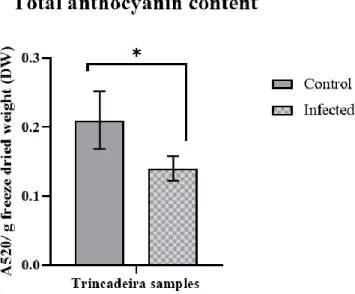 Figure 3.2.– Total anthocyanin content expressed as absorbance at 520 nm per g of freeze-dried (DW) material of non-infected  (controls)  and  infected  Trincadeira  with  Botrytis  cinerea