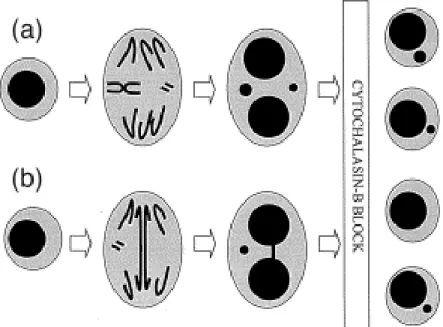 Figura 7: Diagrama ilustrando a origem do micronúcleo a partir de um  fragmento cromossômico acêntrico ou de um cromossomo inteiro (A); em (B), a  formação de uma ponte citoplasmática e de um micronúcleo a partir de um  fragmento cromossômico acêntrico (Fe