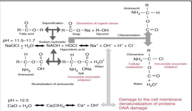 Figure 2: Schematic diagram of the mechanism of action of NaOCl, courtesy Dr. A. Manzur (Kenneth  Hargreaves Louis Berman, 2015)