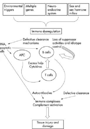 Figura 9. Factores que influência o desenvolvimento de LES. Adaptado de Mok and Lau (2000)