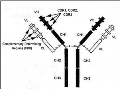 Figure 2 – Complementary-Determining Regions (CDR1, CDR2 and CDR3) 