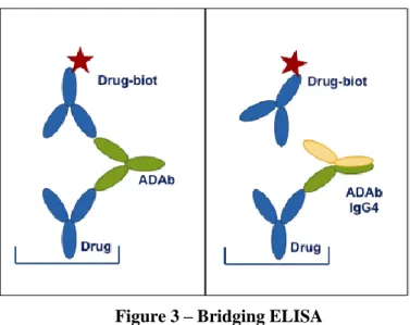 Figure 3 – Bridging ELISA 