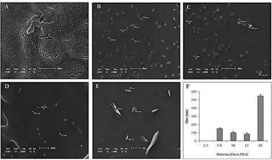 Figure  2.  SEM  photograph  of  nanogels  with  various  weight  ratios  of 