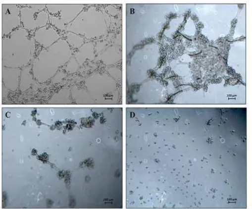 Figure 8. Effects of nanogel on capillary tube formation of rabbit aortic 