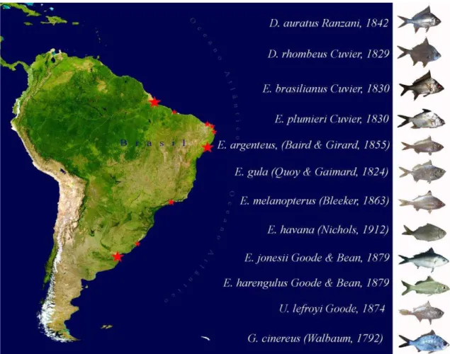 Figura 1. Mapa da distribuição geográfica dos Gerreidae no litoral brasileiro e algumas 