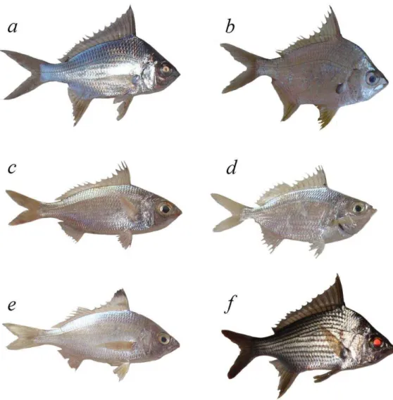 Figura  2.  Exemplares  da  família  Gerreidae  utilizados  nas  análises  citogenéticas