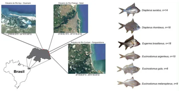 Figura 3. Pontos de coleta e espécimes de Gerreidae obtidos ao longo da zona costeira 