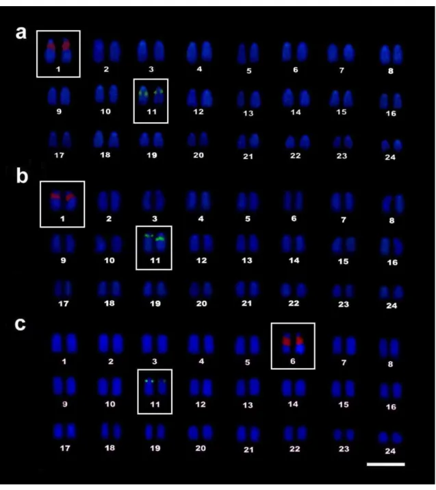 Figure 3. Chromosomal mapping by double-FISH with 18S rDNA (red) and 5S rDNA 