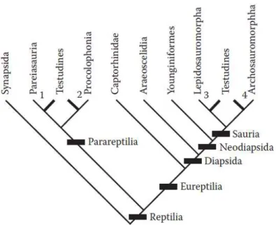 Figura 1. Hipóteses alternativas da relação filogenética das tartarugas (Testudines). 1: 
