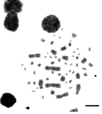 Figura 2. Metáfase de M. tuberculata submetida ao bandamento G. Barra 5µm 