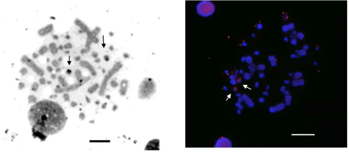 Figura  3.  Metáfases  de  M.  tuberculata  em  a)  Impregnação  por  nitrato  de  prata  em 