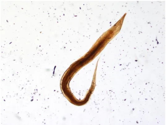 Figura 3 - Fotomicrografia, de própria autoria, verme adulto fêmea de  Enterobius vermicularis (2X)