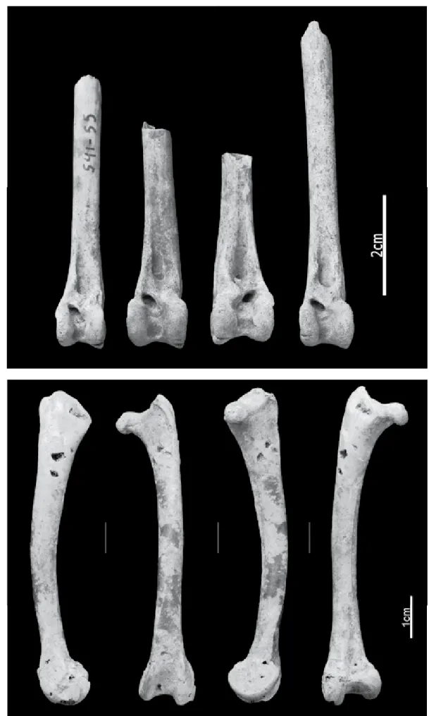 Figure 3.  Tibiotarsi of  domestic fowl with cut  marks on their distal  articulation