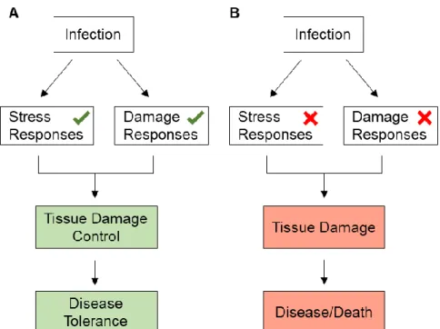 Figure 1.1 Disease tolerance in the context of infection. 