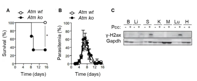 Figure  1.5  Atm-deficient  mice  are  more  susceptible  to  Plasmodium  chabaudi  chabaudi  (AR