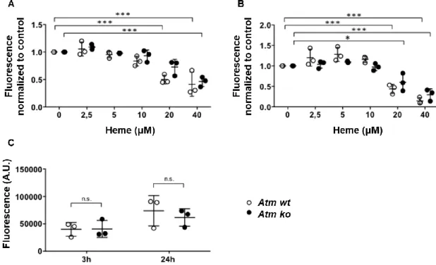 Figure 3.1. Atm-deficient MEFs are equally susceptible to heme as wild type MEFs. 