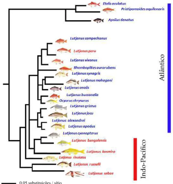 Figura  2.  Hipótese  filogenética  para  Lutjanidae  baseada  em  marcadores 