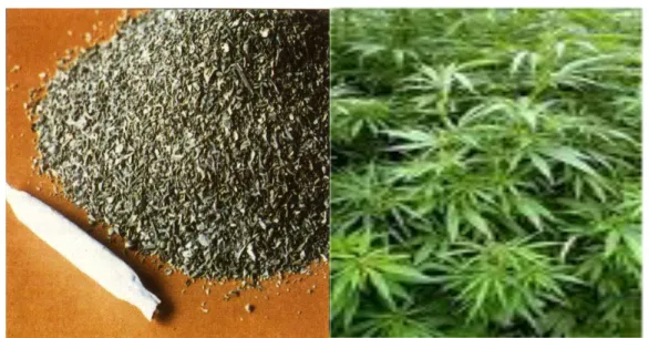 Figura 1: Planta da Cannabis sativa e respectivo produto consumido 