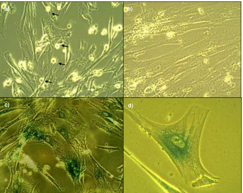 Figura  1:  a)  Cultura  jovem.  População  celular  com morfologia fibroblastóide  e  muitas  células  se  dividindo  indicadas 