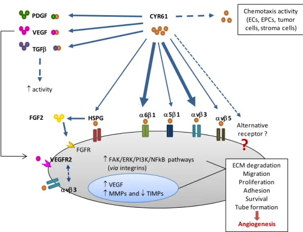 Figure  10|  CYR61  regulates  angiogenesis  both  by  direct  and  indirect  mechanisms.  Besides  its  chemotaxis  activity,  CYR61  regulates  the  expression  of  VEGF,  MMPs  and  TIMPs,  as  well  as  the  activation of FAK, ERK, PI3K and nuclear fac
