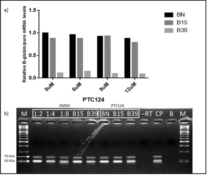 Figure 9: RT-qPCR (a) and semiquantitative PCR (b) performed on RNA isolated from HeLa cells containing  the BN, B15 and B39 transcripts after treatment with PTC124 – (a) Relative  mRNA levels are normalized to  the  expression  of  the  BN  mRNA  that  do