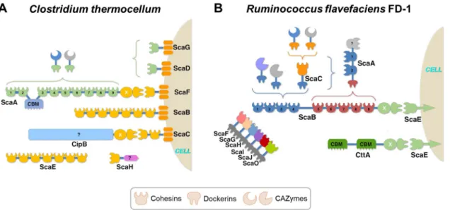 Figure  1.3.  The anaerobic bacterial cellulosome. Schematic representation the architecture of the  cellulosomal assembly of (A) C