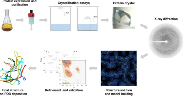 Figure 1.7. Schematic overview of the main steps comprised in the determination of protein and  protein-ligand structures by X-ray crystallography, from the purified protein to the final  three-dimensional structure
